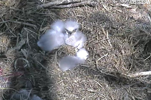 ScreenHunter_24 Apr. 01 15.53.jpg